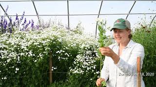 Overwinter Flowers Tunnel  Feverfew Tanacetum aka Matricaria [upl. by Goldfarb]