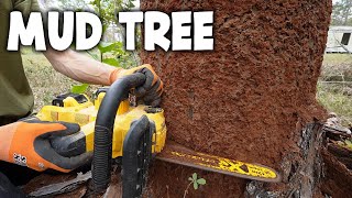 Dropping A Tree with Severe Termite Damage  Puzzle Timelapse [upl. by Anehsat]