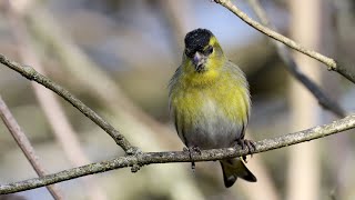 Siskins [upl. by Mafalda]