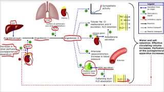 Sistema Renina Angiotensina Aldosterona [upl. by Ahsiryt]
