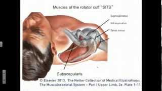 Glenohumeral Joint Structure Flexion and Extension [upl. by Anilesor]