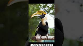 Hornbill bird 🕊️ shorts [upl. by Philipa]