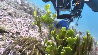 Amazing Found in Anilao Secret Bay  Halimeda Ghost Pipefish [upl. by Suoivart989]