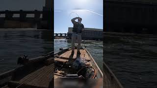 Skipjack Action fishing fish skipjack angler fisherman tgao [upl. by Rubenstein840]