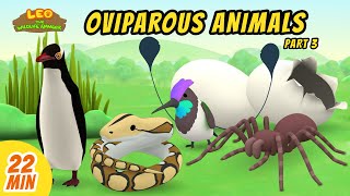 Oviparous Animals Minisode Compilation Part 37  Leo the Wildlife Ranger  Animation  For Kids [upl. by Ahsiemac552]