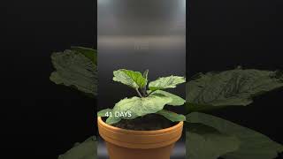 87 Days in 37 Seconds  Baby Eggplant Timelapse [upl. by Ydnim]