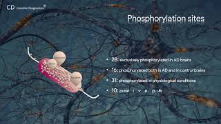 Tau phosphorylation Creative Diagnostics [upl. by Abelard314]