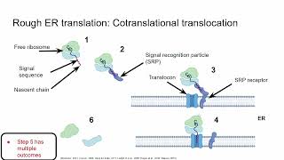 The cell membrane Synthesis and modification of membrane proteins [upl. by Dulcie]