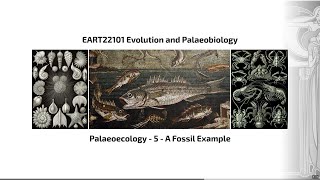 Palaeoecology Video 5  EART22101  Palaeobiology and Evolution [upl. by Cristen]