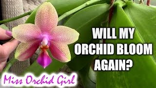 Will my Orchid bloom again When will my Orchid bloom [upl. by Stark582]