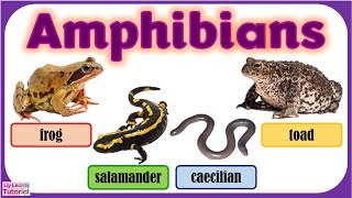 AMPHIBIANS  Vertebrates  Classification of Vertebrates  Animals  Liy Learns Tutorial [upl. by Papke]