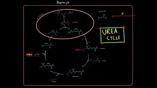 The Urea Cycle EVERYTHING YOU NEED TO KNOW BIOCHEMISTRY MCAT [upl. by Menides]