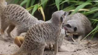 Fun Facts about Meerkats [upl. by Bertram]