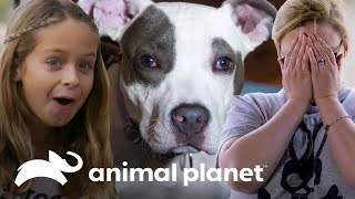 Las adopciones más emocionantes  Pit bulls y convictos  Animal Planet [upl. by Nollahp]