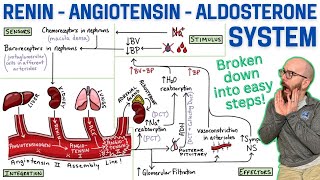 ReninAngiotensinAldosterone System RAA System  Made easy with a stepbystep explanation [upl. by Lyn]