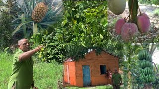 Antonio tiene toda clase de fruta y víveres en el patio la vida del campo en República Dominicana [upl. by Babs]