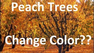 Do Peach Trees Change Color In The Fall [upl. by Binny]