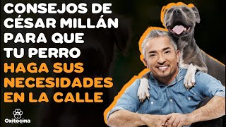 7 CONSEJOS DE CÉSAR MILLÁN PARA QUE TU PERRO HAGA SUS NECESIDADES EN LA CALLE [upl. by Nuzzi270]