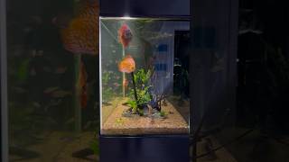 Feeding the Discus Aquarium [upl. by Ayanat]