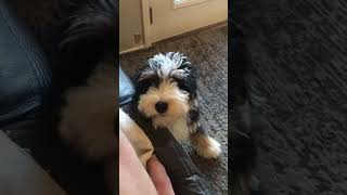 Bernedoodle puppy learning to add math smartdog [upl. by Llewxam534]