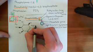 The Adrenergic Receptors Part 7 [upl. by Akeemahs]