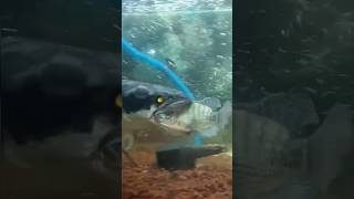 snakehead micropeltes feeding shortfish shortsfish viralfish [upl. by Ecnarolf]