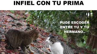 PELEA DE GATOS POR INFIDELIDAD JAJAJA  GATOS  2018 [upl. by Havener]