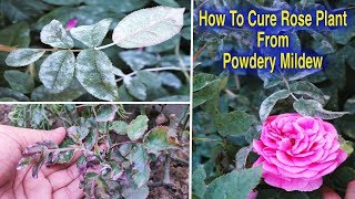 How To Save Rose Plants from Powdery Mildew Disease l Fungal Infection On Rose Plant l Rose Plants [upl. by Atirac]