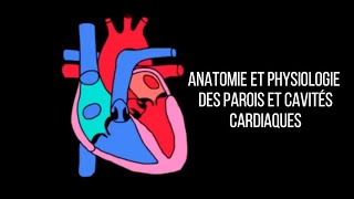 Anatomie et physiologie des parois et cavités cardiaques [upl. by Yartnoed274]