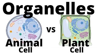 Plant Cell vs Animal Cell [upl. by Piderit349]