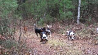 Snowshoe Hare Hunting With Beagles 11116 [upl. by Eirlav416]