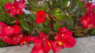 Impatiens walleriana [upl. by Rheinlander]