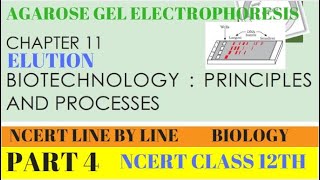 PART4 AGAROSE GEL ELECTROPHORESISBIOTECHNOLOGY PRINCIPLES AND PROCESSESCHAPTER 11 CLASS 12 BIO [upl. by Som83]