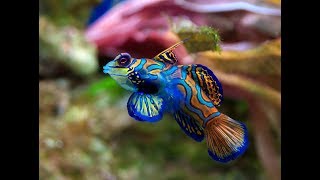 Facts The Mandarinfish [upl. by Ramal380]