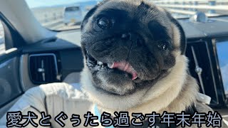 【パグのいる生活】愛犬と過ごす年末年始｜幕張アウトレット｜すき焼き｜カウントダウン｜xc60【pug】 [upl. by Eelarual]