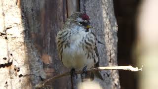 Hoary Redpoll [upl. by Denton624]