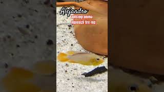 Alejandro apistogramma agassizii fire red fashion trending pecestropicales aquarium fishing [upl. by Llehsyar]