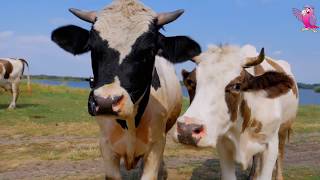 COW VIDEO 🐮🐄 COWS MOOING AND GRAZING IN A FIELD  Cow Video [upl. by Lorrac]