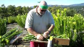 Leucadendron Harvest 2012avi [upl. by Nodnal519]