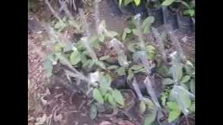 Grafting a Rambutan Tree [upl. by Puglia]