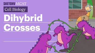 Dihybrid Crosses Master Punnett Squares amp the 9331 Ratio Full Lesson  Sketchy MCAT [upl. by Candy]