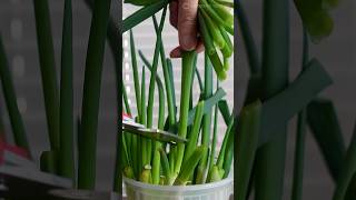 Easy and Effective Techniques for Cutting Green Onions [upl. by Monahan]