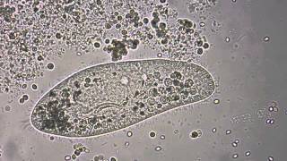 Paramecium under the microscope [upl. by Arnst]