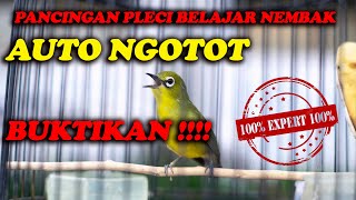 PANCINGAN PLECI BELAJAR NEMBAK  COCOK UNTUK PLECI BAHAN LANGSUNG NGOTOT [upl. by Shreve]