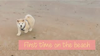 Chowski Puppy First time on the beach [upl. by Raleigh]