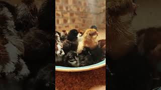 Baby chick chirping  Baby Chicks  Hen baby chicken Baby [upl. by Artkele]