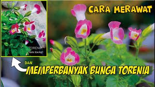 Cara merawat dan memperbanyak bunga ToreniaLengkap Jelas Padat [upl. by Cly]