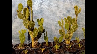 How to grow cactus opuntia microdasys [upl. by Cattima]