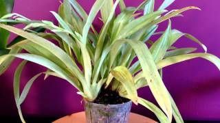 Orchid care How to care for Miltoniopsis Orchids quothow to grow orchidsquot [upl. by Kally197]