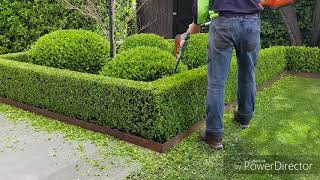 Buxus hedgetrim boxwood topiary hedge cloud [upl. by Ahtimat211]